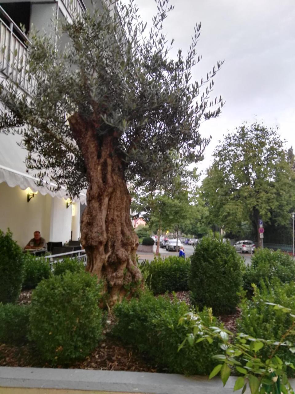 Hotel Carolinenhof Bad Pyrmont Εξωτερικό φωτογραφία